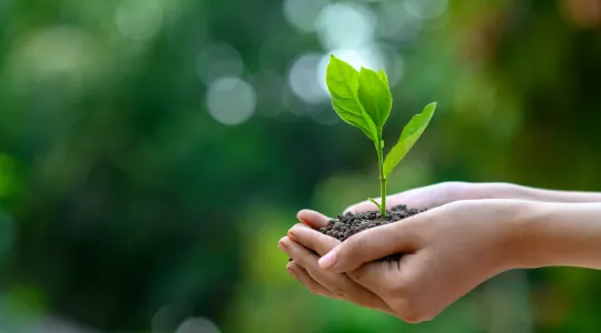 Zwei Hände tragen  Pflanzentrieb