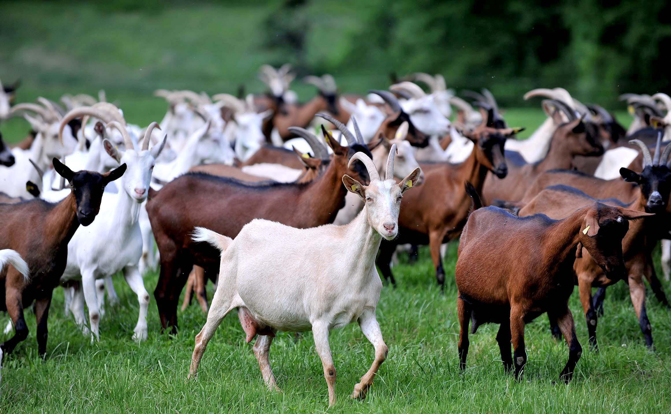 Ziegenherde auf Wiese Ziegenherde auf Wiese